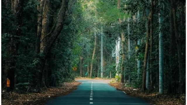 Sejarah Alas Roban: Jejak Perjalanan Sejarah dan Budaya di Tengah Hutan Jawa